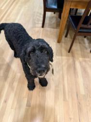 Lost Male Dog last seen Christmas Ln NE & Holly Ln, Atlanta, GA 30329