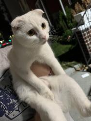 Found/Stray Female Cat last seen Ocean Ave between Ave R & Quentin Road, Brooklyn, NY 11229