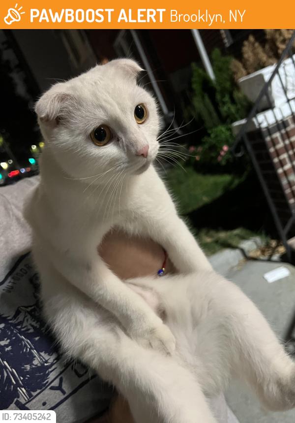 Found/Stray Female Cat last seen Ocean Ave between Ave R & Quentin Road, Brooklyn, NY 11229