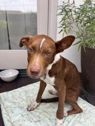 Found/Stray Male Dog last seen Wardlow and streaker, Long Beach, CA 90808