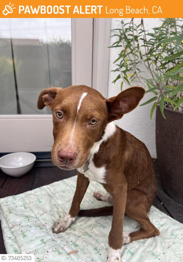 Found/Stray Male Dog last seen Wardlow and streaker, Long Beach, CA 90808