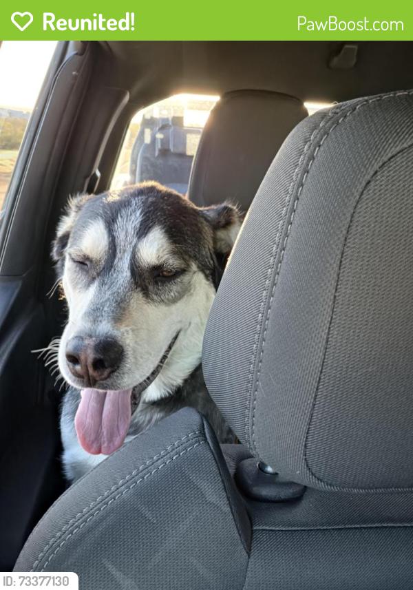 Reunited Male Dog last seen Waalew and Dale Evans, Apple Valley, CA 92307