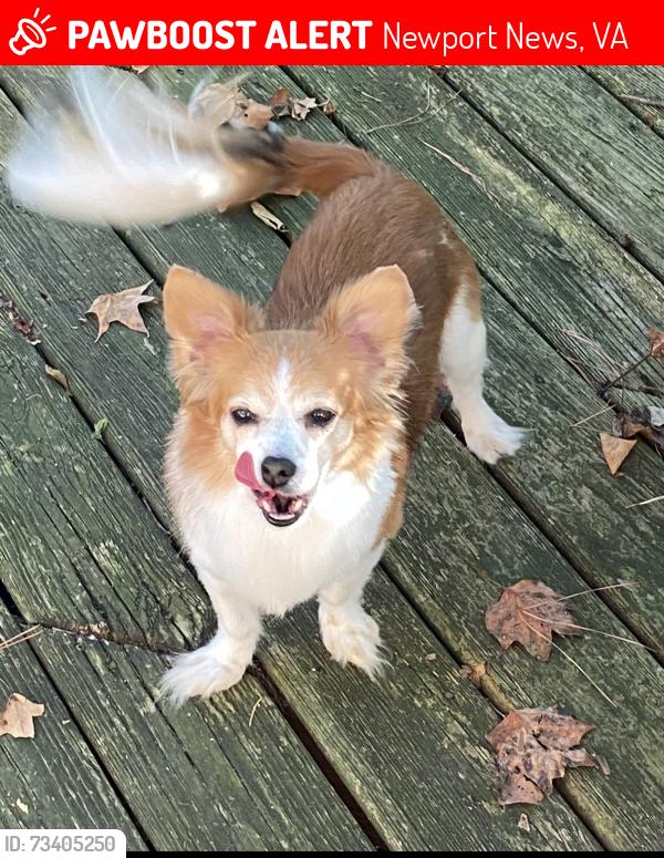 Lost Female Dog last seen Falcon Drive Normandy Ln, Newport News, VA 23606