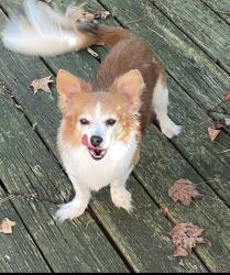 Lost Female Dog last seen Falcon Drive Normandy Ln, Newport News, VA 23606