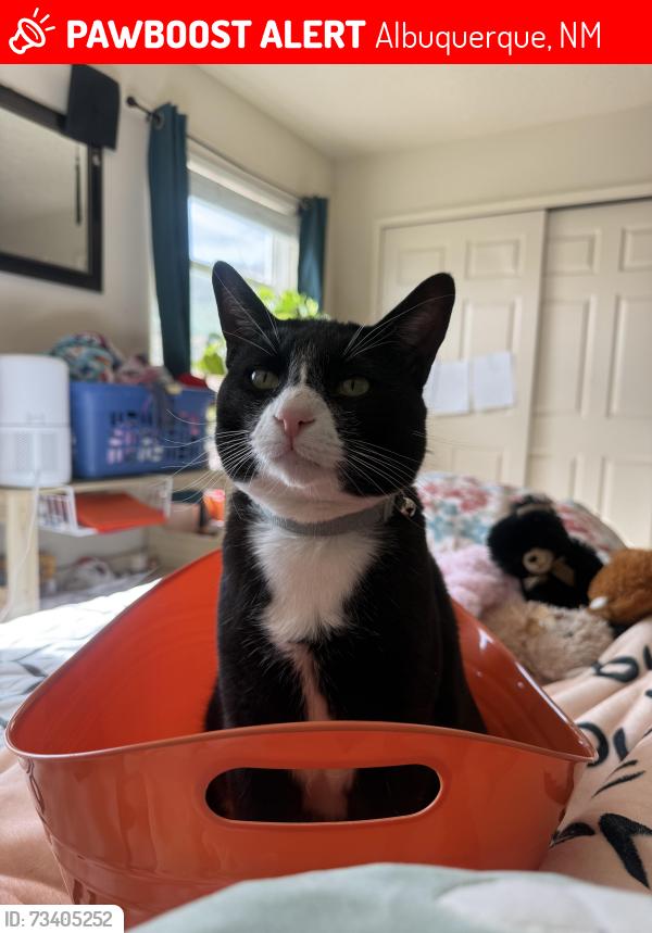 Lost Male Cat last seen Vulcan St and Butte Pl in Santa Fe Village, Albuquerque, NM 87120