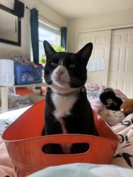Lost Male Cat last seen Vulcan St and Butte Pl in Santa Fe Village, Albuquerque, NM 87120