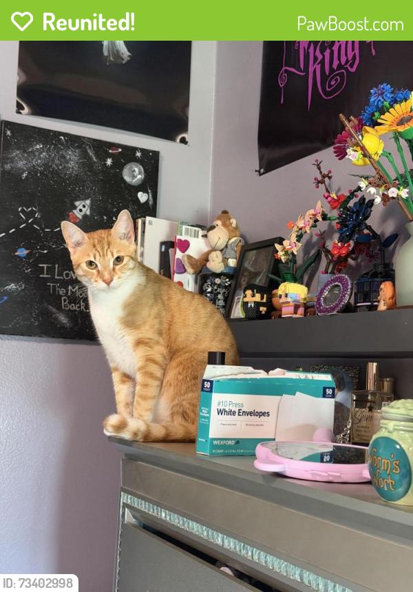 Reunited Male Cat last seen Grainger st, Palm Bay, FL 32909