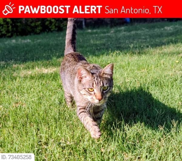 Lost Male Cat last seen Grissom and Timberhill, San Antonio, TX 78238