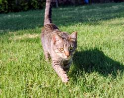 Lost Male Cat last seen Grissom and Timberhill, San Antonio, TX 78238