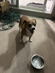 Reunited Female Dog last seen Campo Bello, Phoenix, AZ 85032