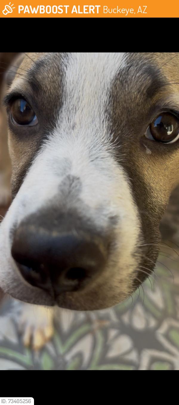 Found/Stray Unknown Dog last seen 202nd ave and Encanto, Buckeye, AZ 85396