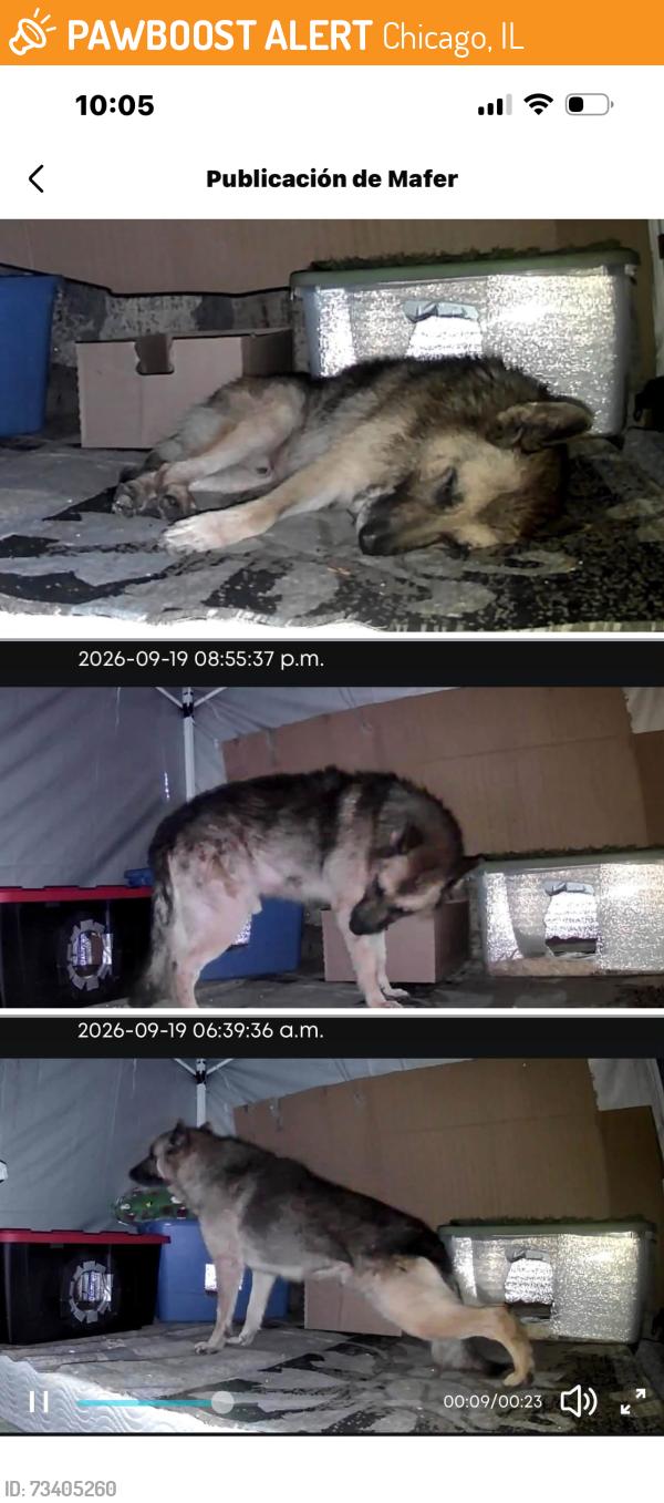 Found/Stray Male Dog last seen Honore & 59 st, Chicago, IL 60636