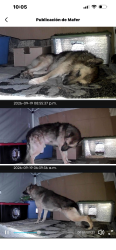 Found/Stray Male Dog last seen Honore & 59 st, Chicago, IL 60636