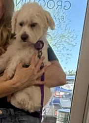 Reunited Male Dog last seen Petsmart, Mesa, AZ 85209