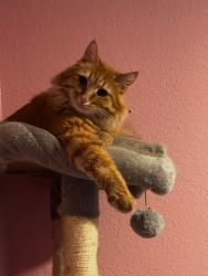 Reunited Male Cat last seen Westwind ests, West Sacramento, CA 95605