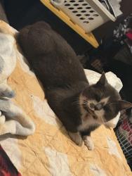 Lost Male Cat last seen Science Hill Highschool, Johnson City, TN 37604