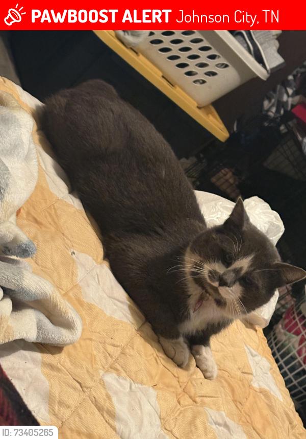 Lost Male Cat last seen Science Hill Highschool, Johnson City, TN 37604