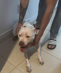 Found/Stray Female Dog last seen Laurel State Community, Davenport, FL 33897