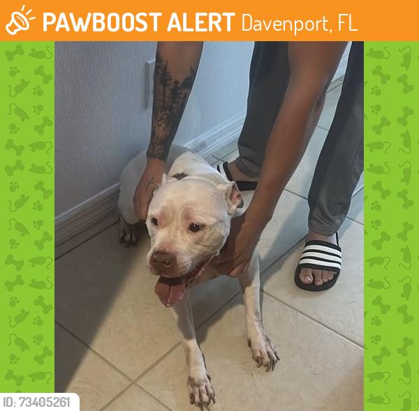 Found/Stray Female Dog last seen Laurel State Community, Davenport, FL 33897