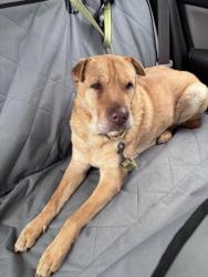 Reunited Male Dog last seen Prescott, Portland, OR 97218