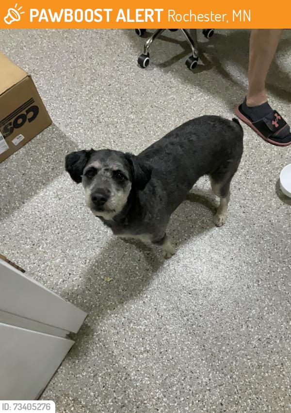 Found/Stray Female Dog last seen NE Rochester, Rochester, MN 55906