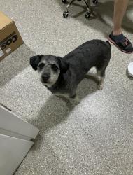 Found/Stray Female Dog last seen NE Rochester, Rochester, MN 55906