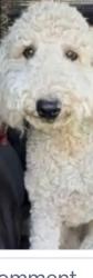 Lost Female Dog last seen I live in Henderson. Whitney ranch, Henderson, NV 89014