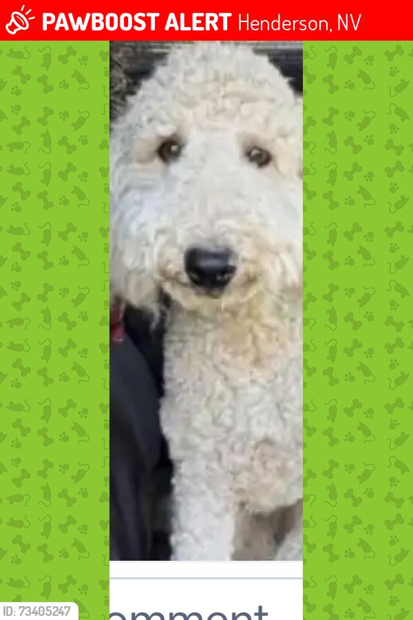 Lost Female Dog last seen I live in Henderson. Whitney ranch, Henderson, NV 89014