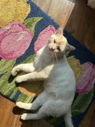 Lost Male Cat last seen E Cool River Loop and Ustick Rd, Nampa, ID 83687