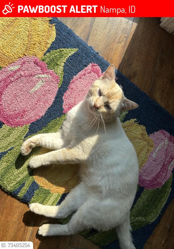 Lost Male Cat last seen E Cool River Loop and Ustick Rd, Nampa, ID 83687