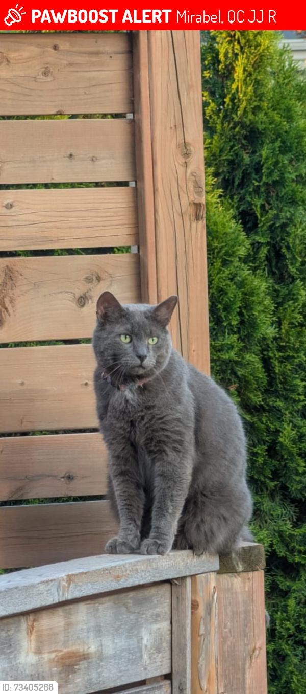Lost Male Cat last seen 24th Street crossing Remous, Mirabel, QC J7J 2R8