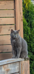 Lost Male Cat last seen 24th Street crossing Remous, Mirabel, QC J7J 2R8