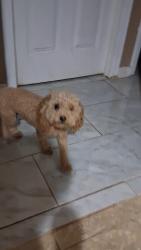 Lost Female Dog last seen Dollar tree, Goodyear, AZ 85395