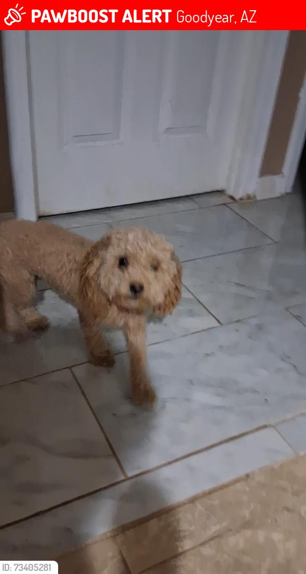 Lost Female Dog last seen Dollar tree, Goodyear, AZ 85395