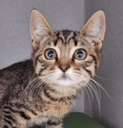 Shelter Stray Female Cat last seen Near PIPPIN WAY, Citrus Heights, CA, 6201 Florin Perkins Rd, Sacramento, CA 95828, USA
