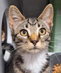 Shelter Stray Male Cat last seen Near PIPPIN WAY, Citrus Heights, CA, 6201 Florin Perkins Rd, Sacramento, CA 95828, USA