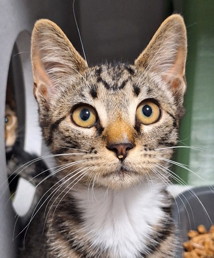 Shelter Stray Male Cat last seen Near PIPPIN WAY, Citrus Heights, CA, 6201 Florin Perkins Rd, Sacramento, CA 95828, USA