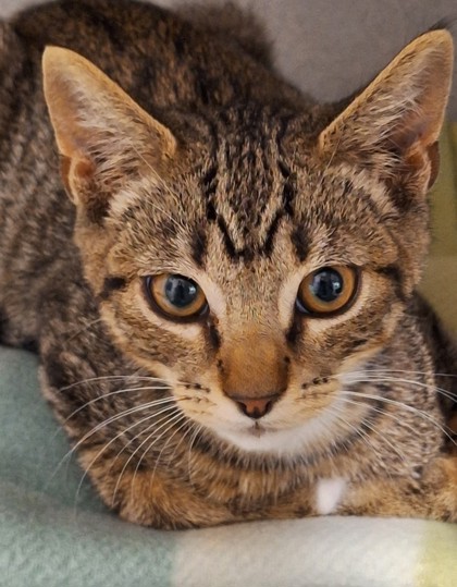 Shelter Stray Male Cat last seen Near PIPPIN WAY, Citrus Heights, CA, 6201 Florin Perkins Rd, Sacramento, CA 95828, USA