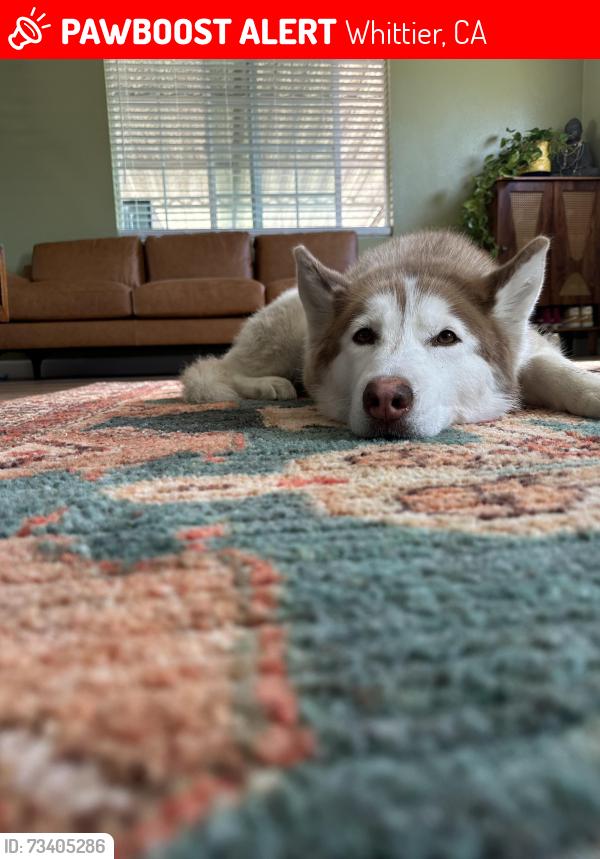 Lost Female Dog last seen Near Jackson St Whittier CA 90602 United States, Whittier, CA 90602