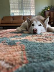 Lost Female Dog last seen Near Jackson St Whittier CA 90602 United States, Whittier, CA 90602