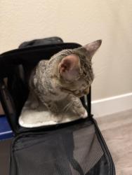Found/Stray Unknown Cat last seen Racel & El Capatin, Las Vegas, NV 89143