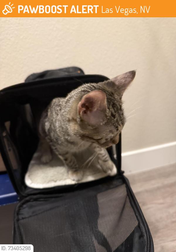 Found/Stray Unknown Cat last seen Racel & El Capatin, Las Vegas, NV 89143
