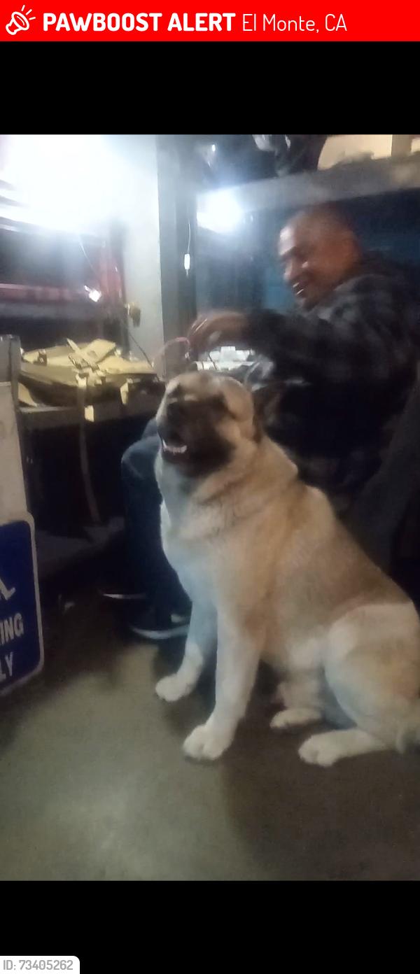 Lost Male Dog last seen Cedar, El Monte, CA 91732