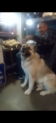 Lost Male Dog last seen Cedar, El Monte, CA 91732