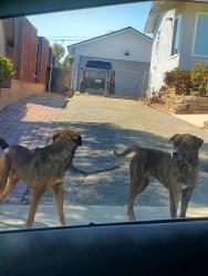 Found/Stray Male Dog last seen Sunrise christian school, Covina, CA 91723
