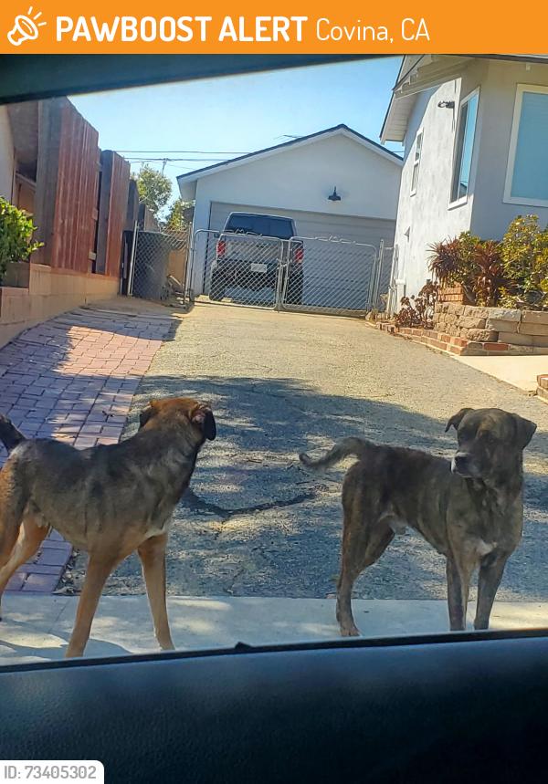 Found/Stray Male Dog last seen Sunrise christian school, Covina, CA 91723