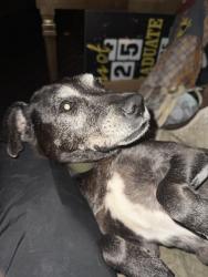 Lost Female Dog last seen Vesper st, Akron, OH 44310