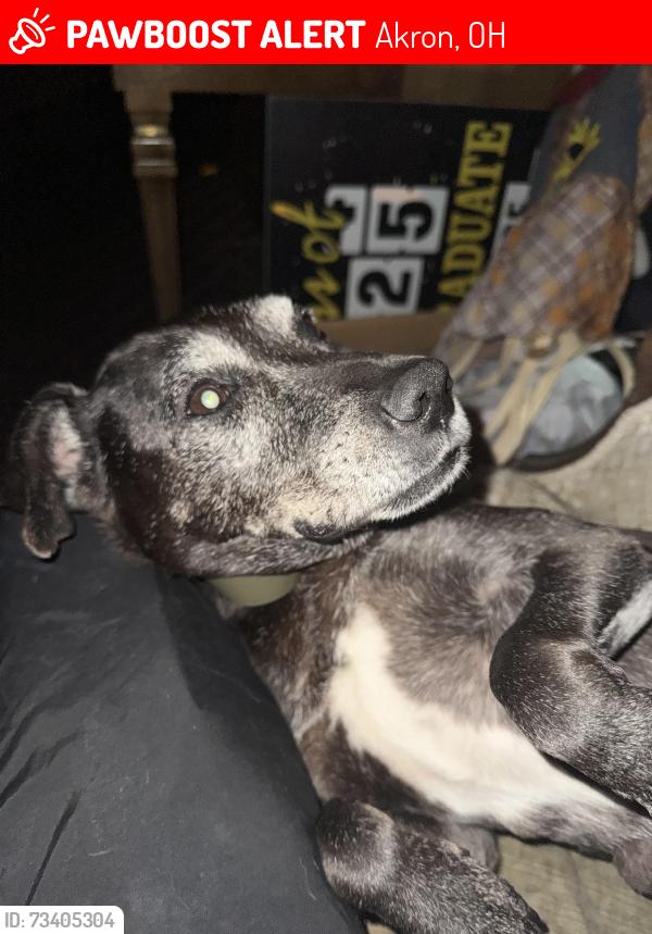 Lost Female Dog last seen Vesper st, Akron, OH 44310