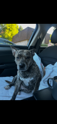 Lost Female Dog last seen Boat launch and N main st whitmore lake Mi 48189, Whitmore Lake, MI 48189