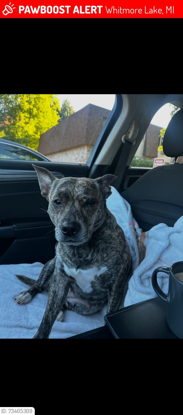 Lost Female Dog last seen Boat launch and N main st whitmore lake Mi 48189, Whitmore Lake, MI 48189